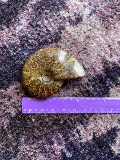 Ammonite Fossils