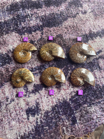 Ammonite Fossils