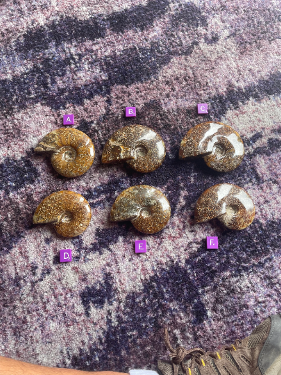 Ammonite Fossils