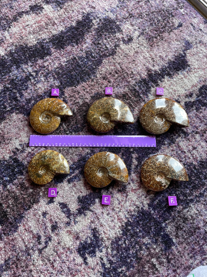Ammonite Fossils