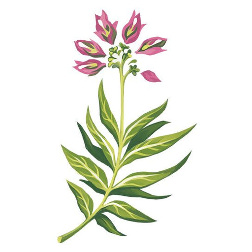 Fuchsia flowers on a stem with long narrow leaves; temporary tattoo. 