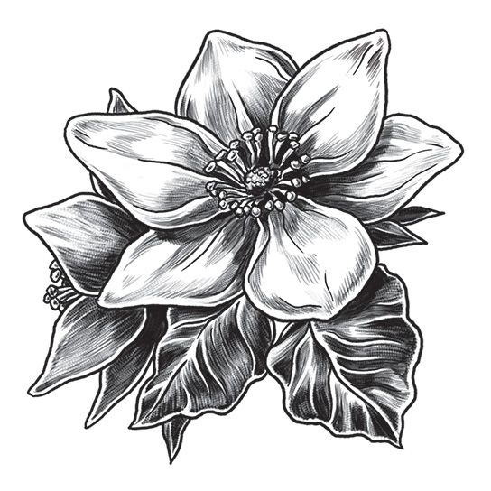 Magnolia Temporary Tattoo