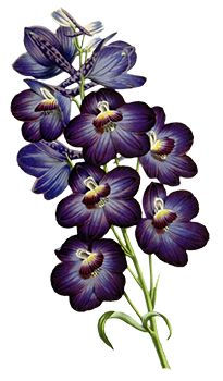 Purple Orchids Temporary Tattoo