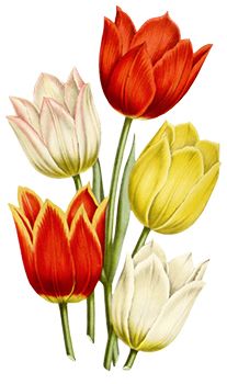 Tulips Temporary Tattoo